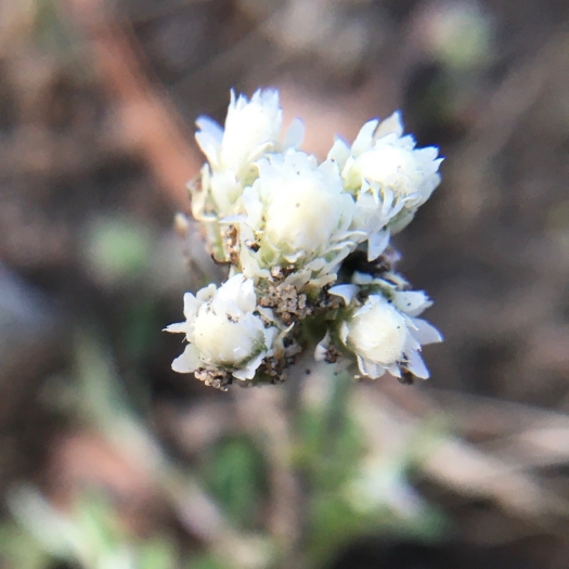 Antennaria howellii image