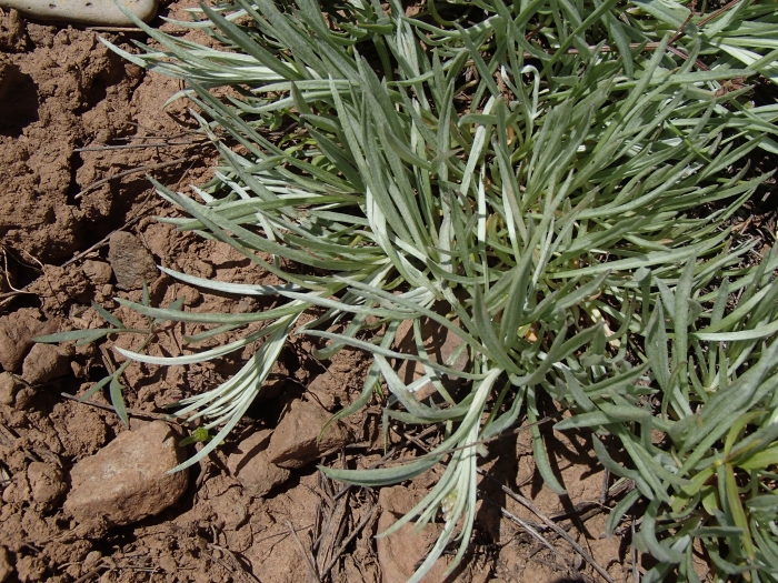 Antennaria luzuloides image
