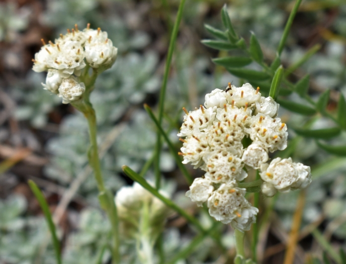Antennaria microphylla image