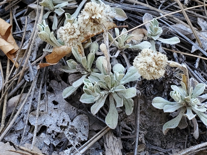 Antennaria parvifolia image