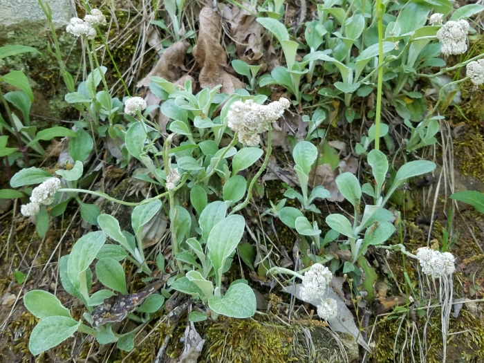 Antennaria plantaginifolia image