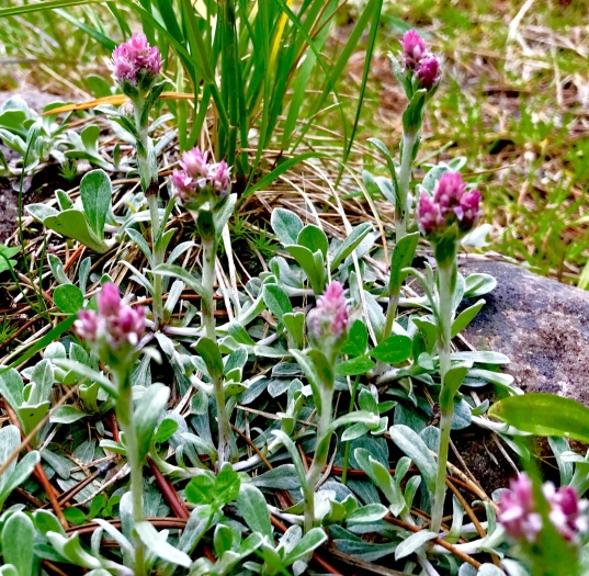 Antennaria rosea image
