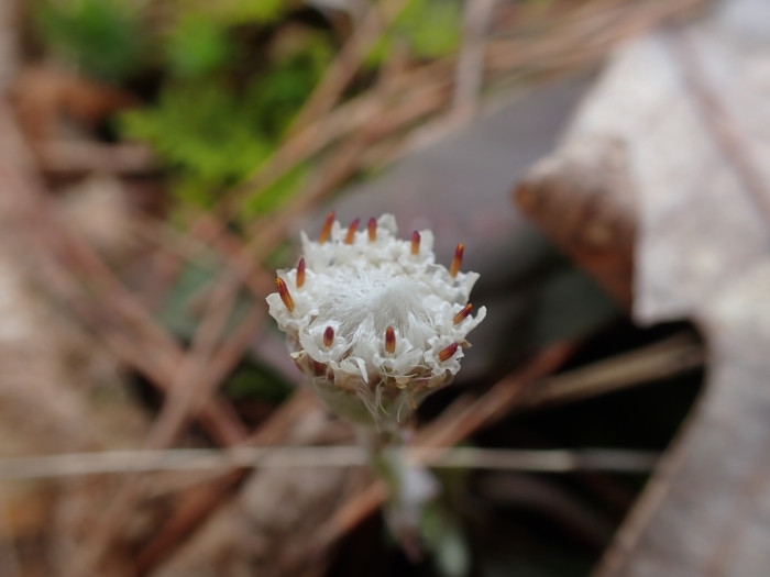 Antennaria solitaria image