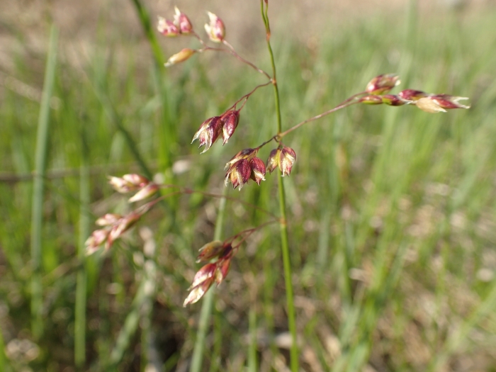 Anthoxanthum nitens image