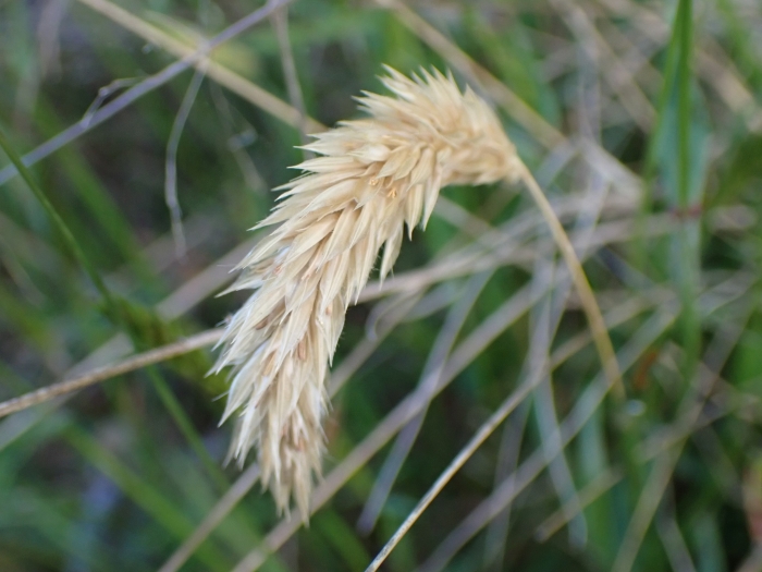 Anthoxanthum odoratum image