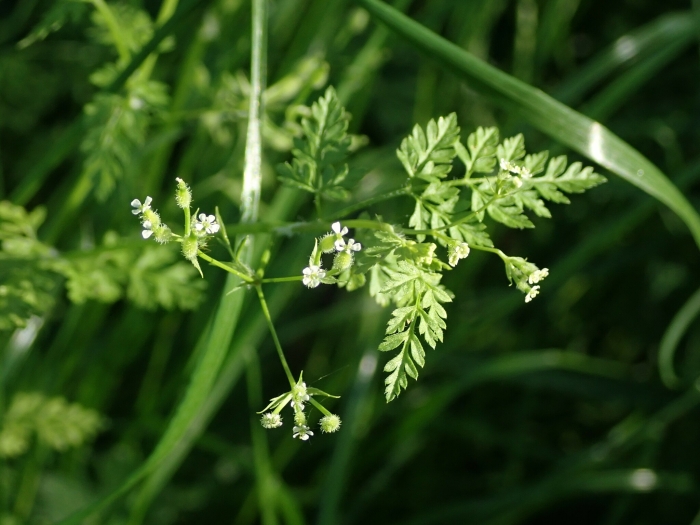 Anthriscus caucalis image