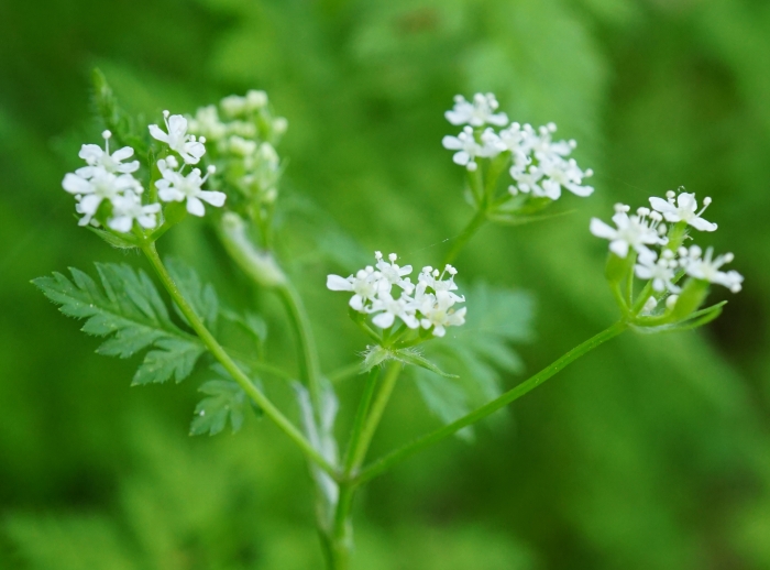 Anthriscus cerefolium image