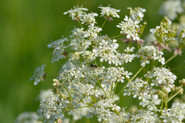 Anthriscus sylvestris image