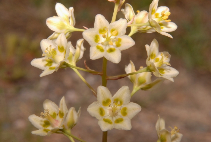 Anticlea elegans image