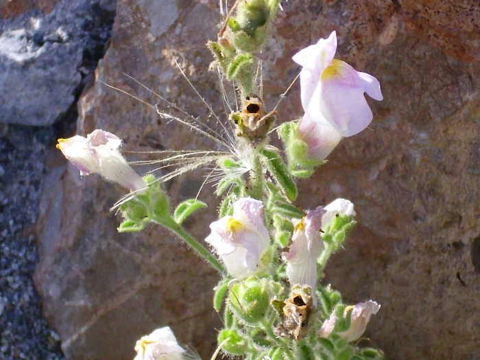 Antirrhinum hispanicum image