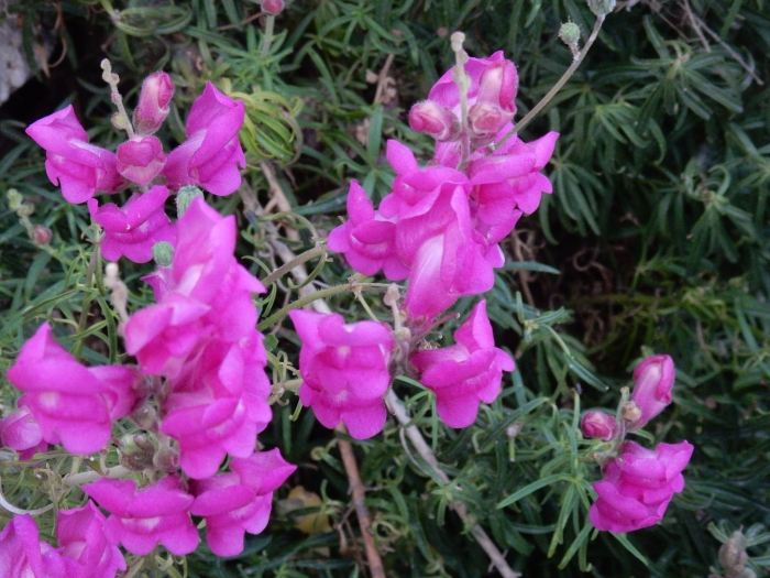 Antirrhinum majus image