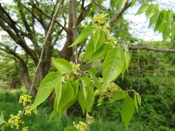 Aphananthe aspera image
