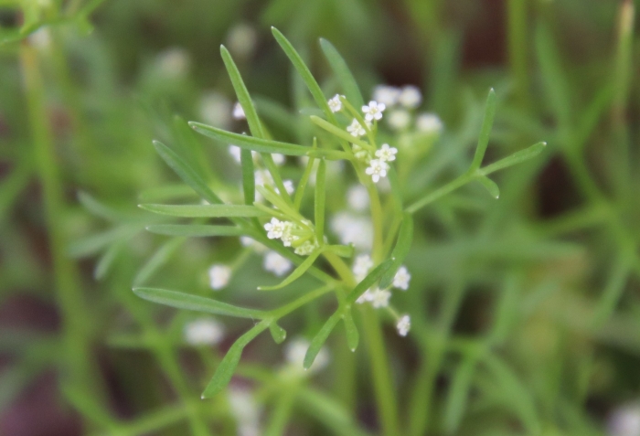 Apiastrum angustifolium image