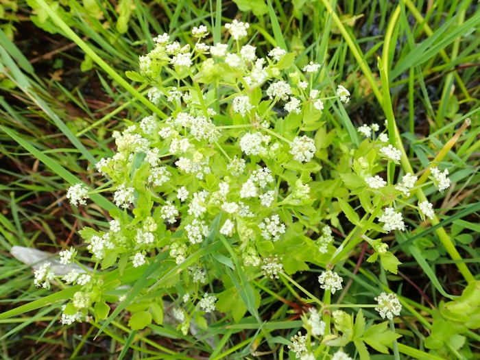 Apium graveolens image