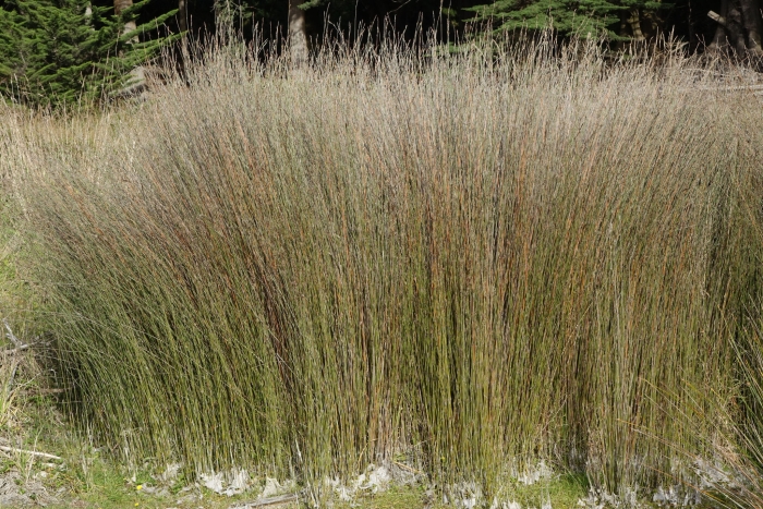 Apodasmia similis image