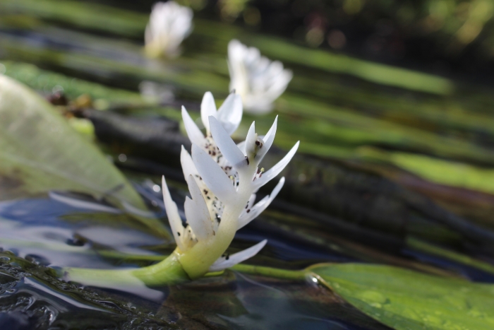 Aponogeton distachyos image