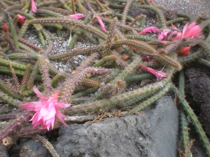 Aporocactus flagelliformis image