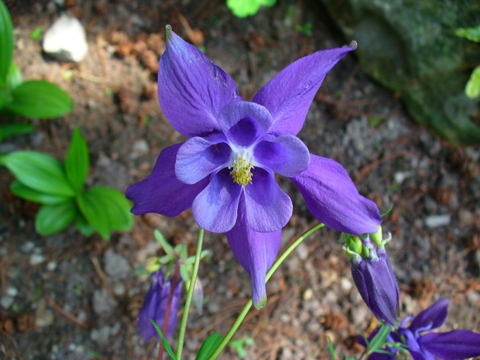 Aquilegia alpina image