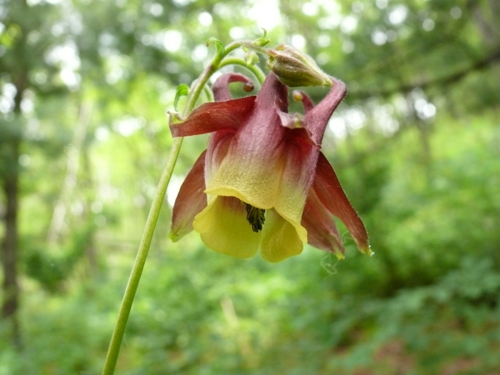 Aquilegia buergeriana image