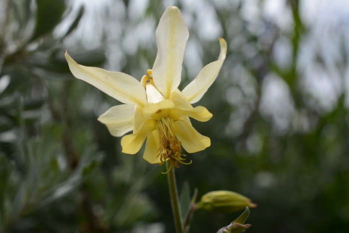 Aquilegia flavescens image