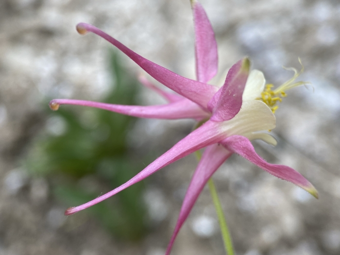 Aquilegia micrantha image