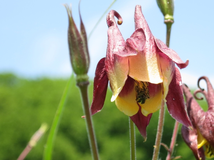 Aquilegia oxysepala image
