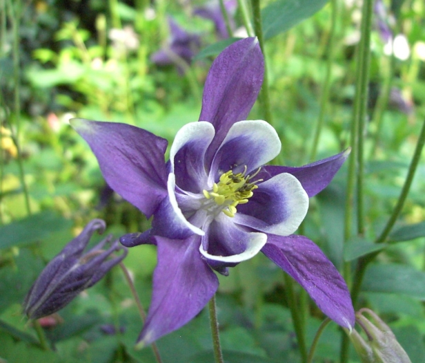 Aquilegia vulgaris image
