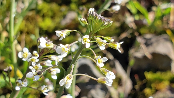 Arabidopsis thaliana image