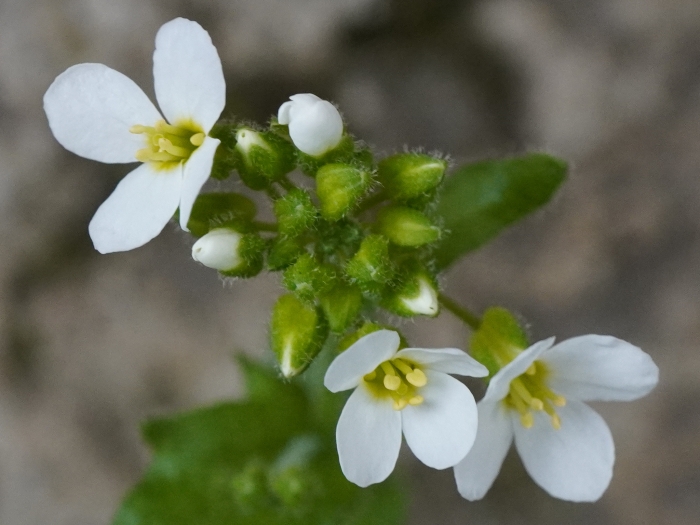 Arabis alpina image