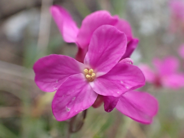 Arabis blepharophylla image