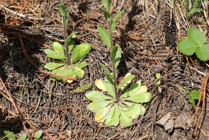Arabis sagittata image