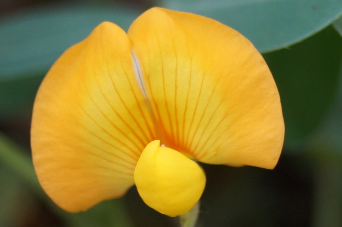 Arachis hypogaea image