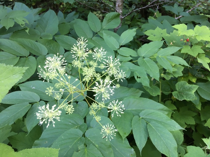Aralia californica image