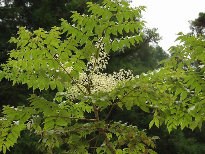 Aralia elata image