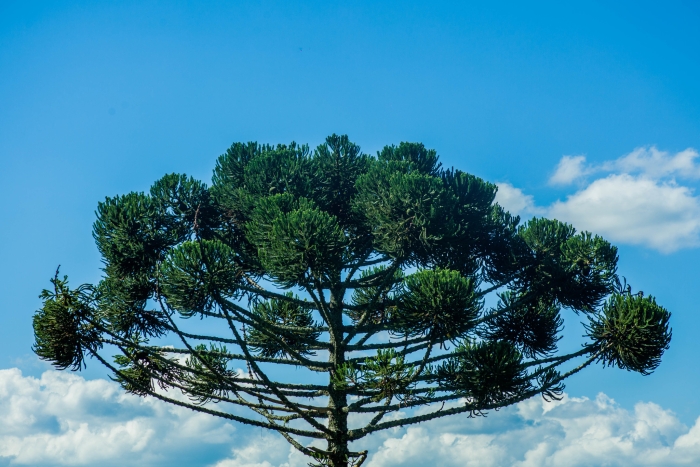 Araucaria angustifolia image