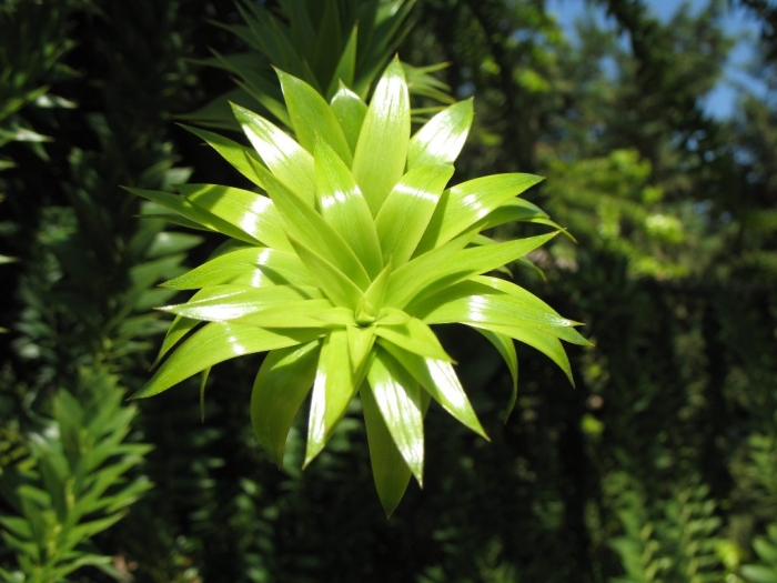 Araucaria bidwillii image