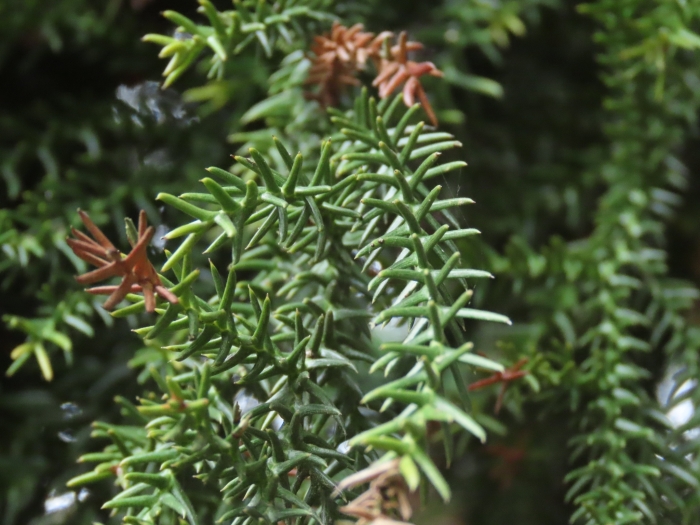 Araucaria cunninghamii image