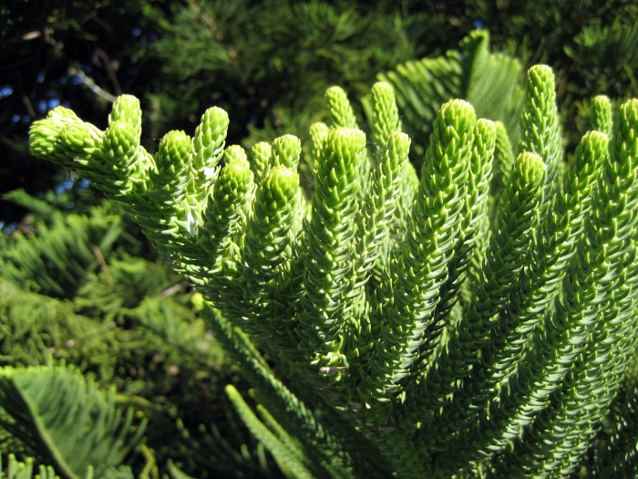Araucaria heterophylla image