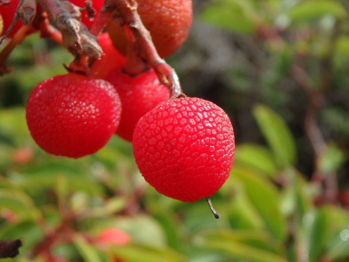 Arbutus andrachne image