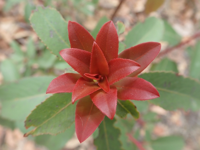 Arbutus arizonica image