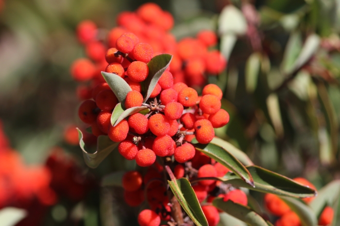 Arbutus xalapensis image