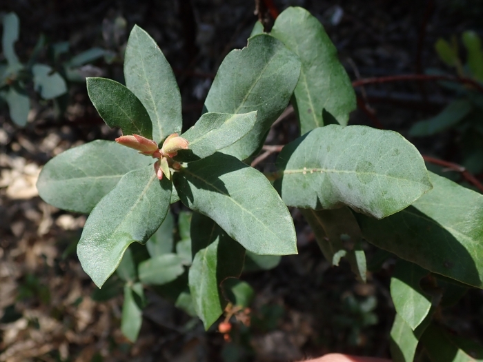 Arctostaphylos andersonii image