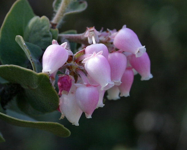 Arctostaphylos auriculata image
