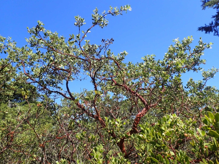 Arctostaphylos bakeri image