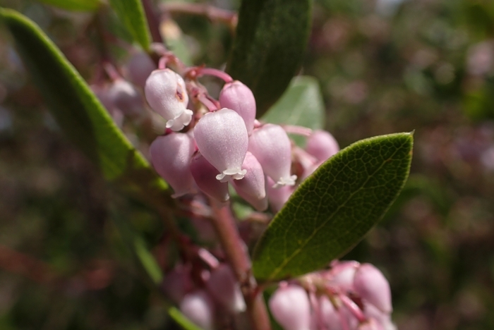 Arctostaphylos densiflora image