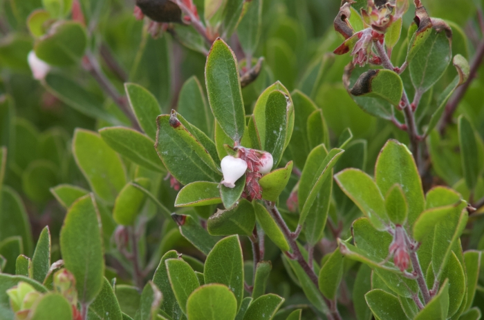 Arctostaphylos franciscana image