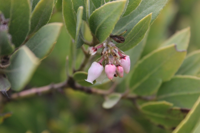 Arctostaphylos glandulosa image