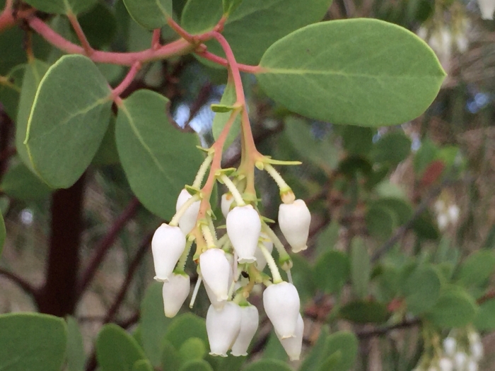 Arctostaphylos glauca image