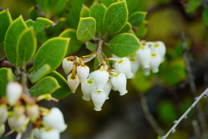 Arctostaphylos hookeri image