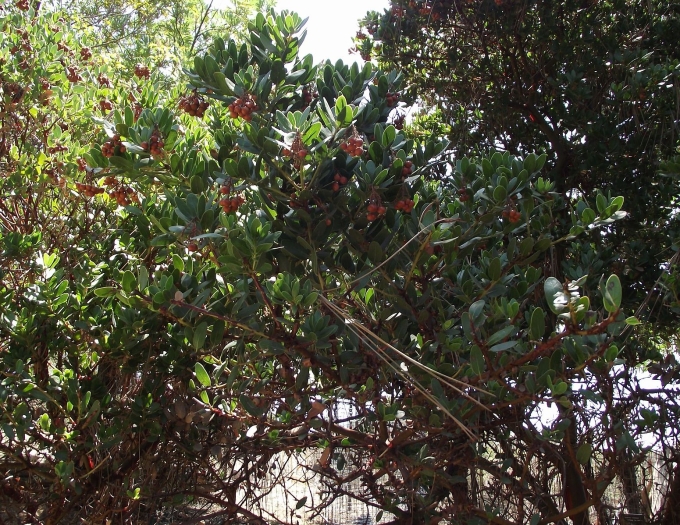 Arctostaphylos insularis image
